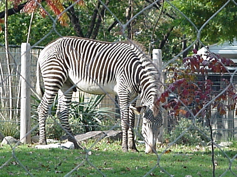 Zebra 1.jpg